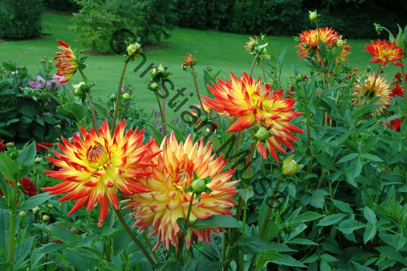 dahlia 108