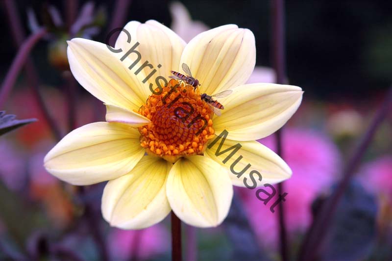 dahlia 109