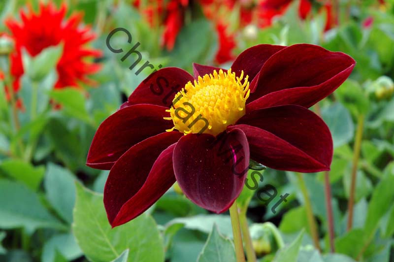 dahlia 110
