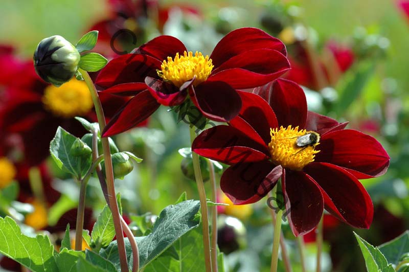 dahlia 111