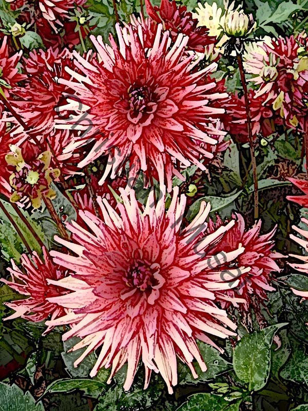 dahlia effet 002