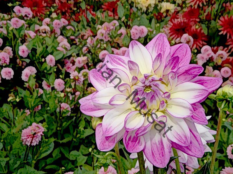 dahlia effet 005