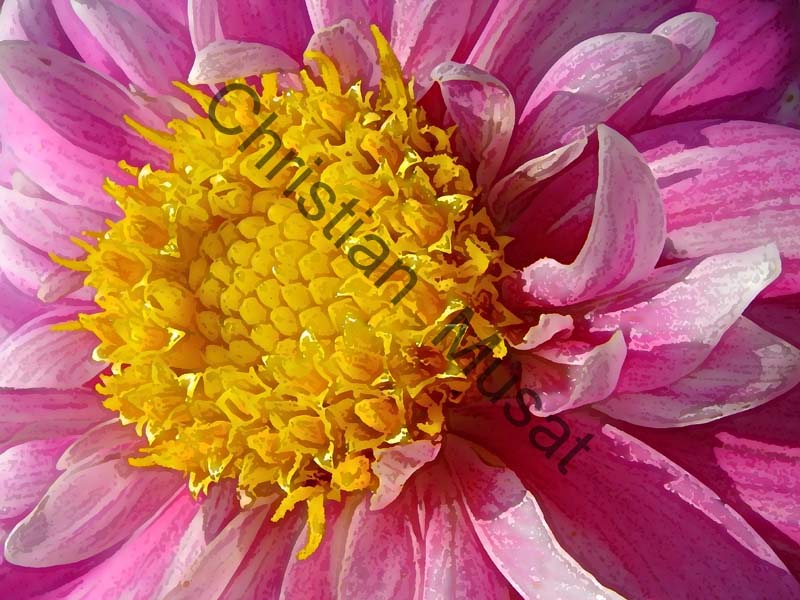 dahlia effet 006