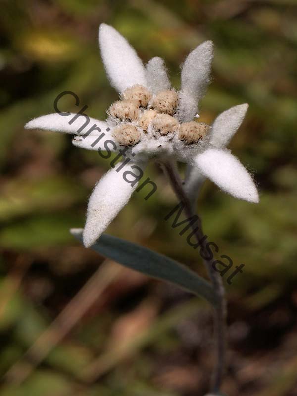 edelweiss 020