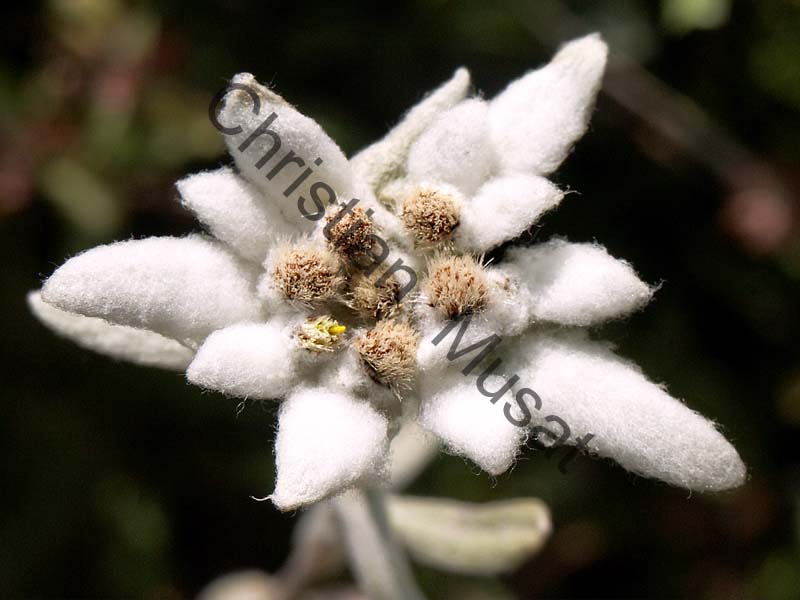 edelweiss 021