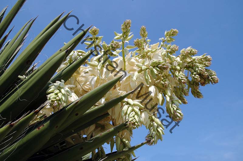 agave 002
