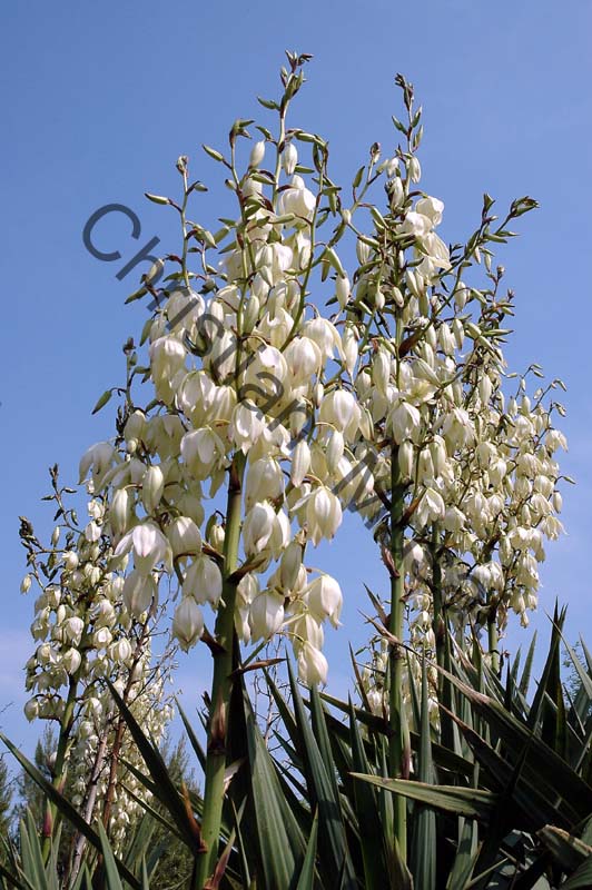 agave 003