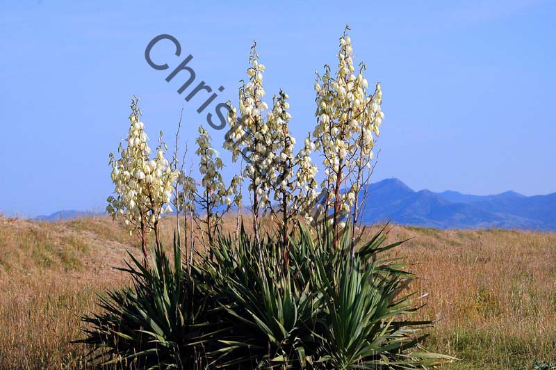 agave 004