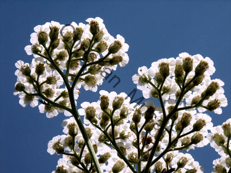 apiacée 003