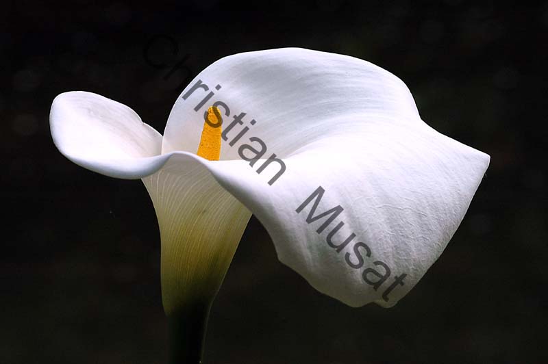 arum 003