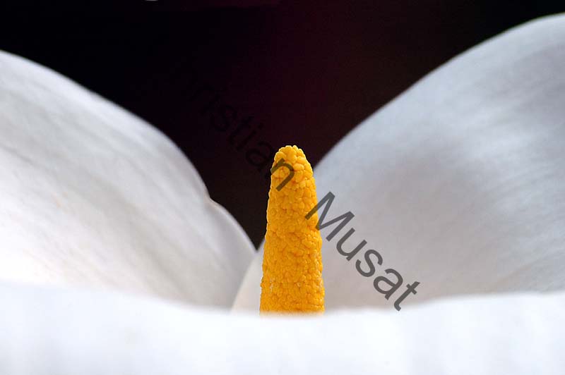 arum 004