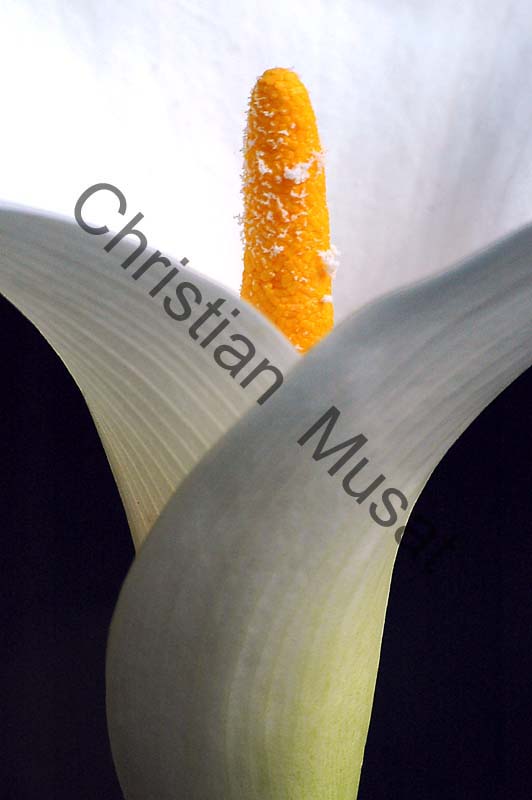 arum 005