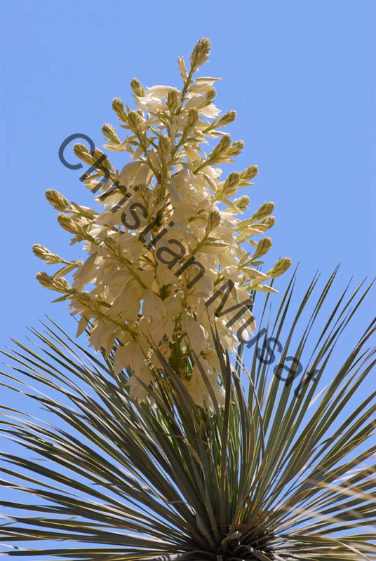 cactus 011