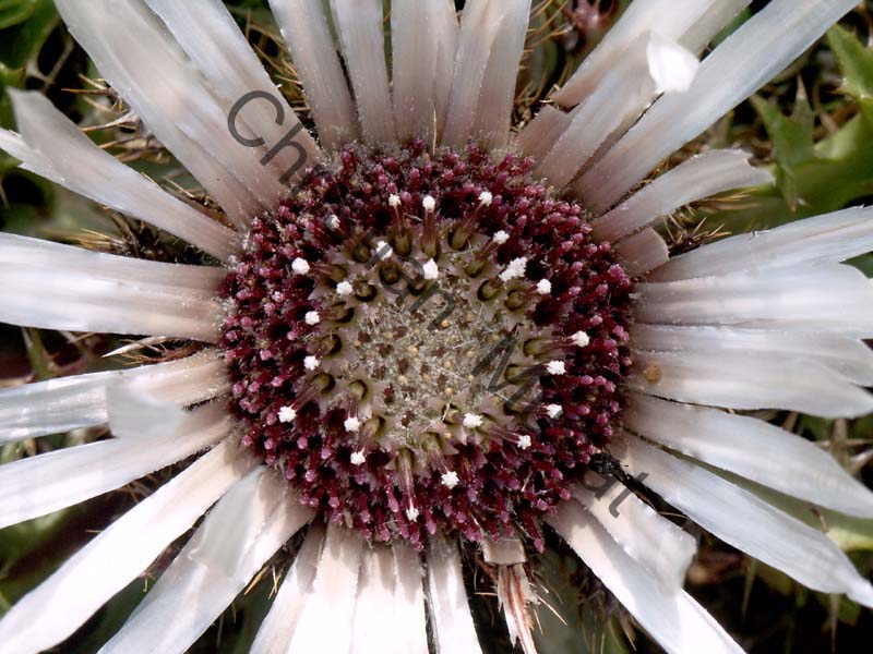 carline 003