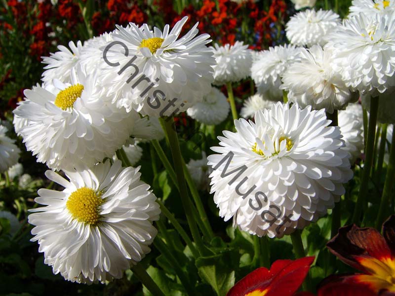 chrysantheme 003
