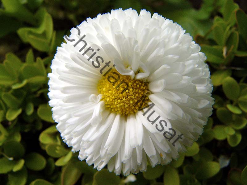 chrysantheme 004