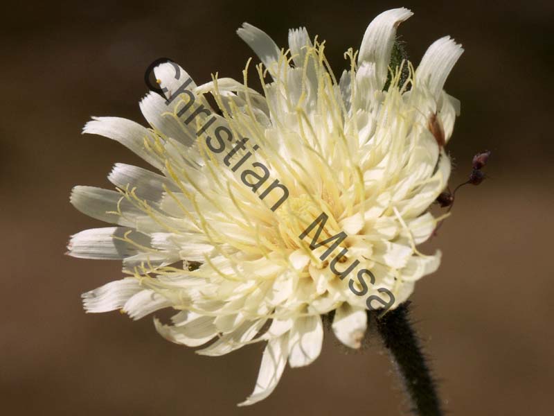 fleur 004