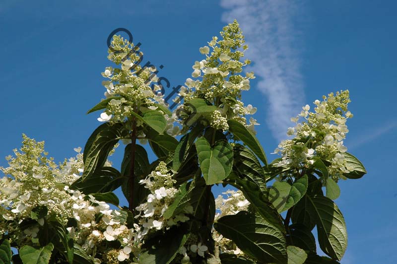 hortensia 016