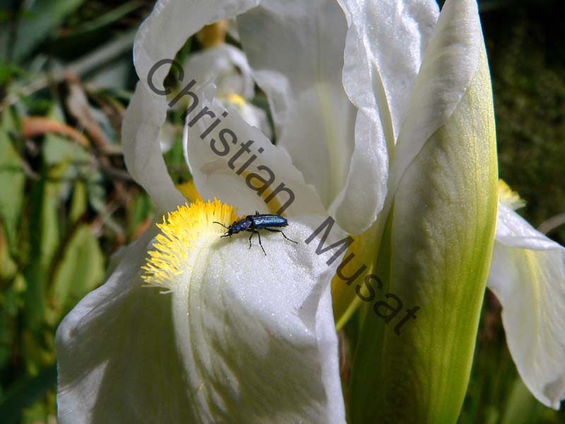 iris blanc 001