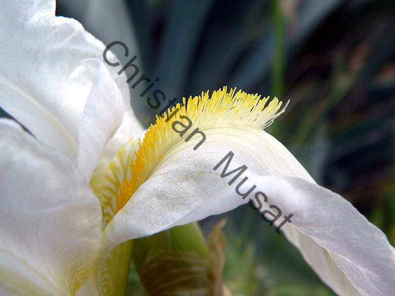 iris blanc 002