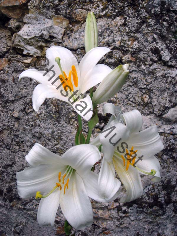 lis 004