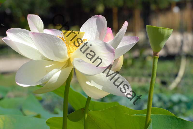 lotus 002