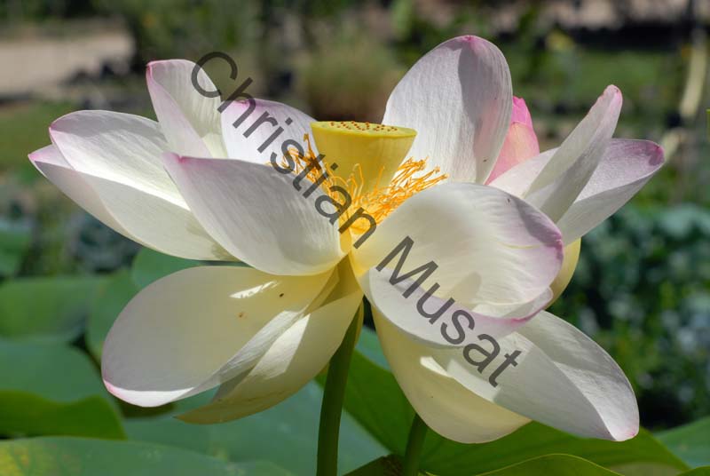 lotus 003