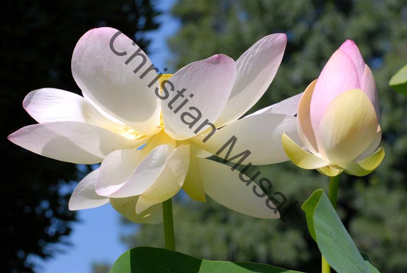 lotus 005