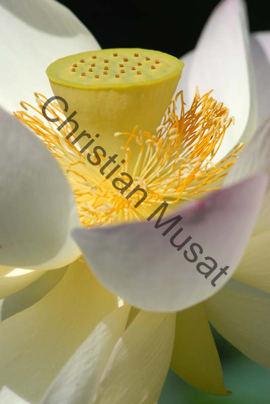 lotus 007