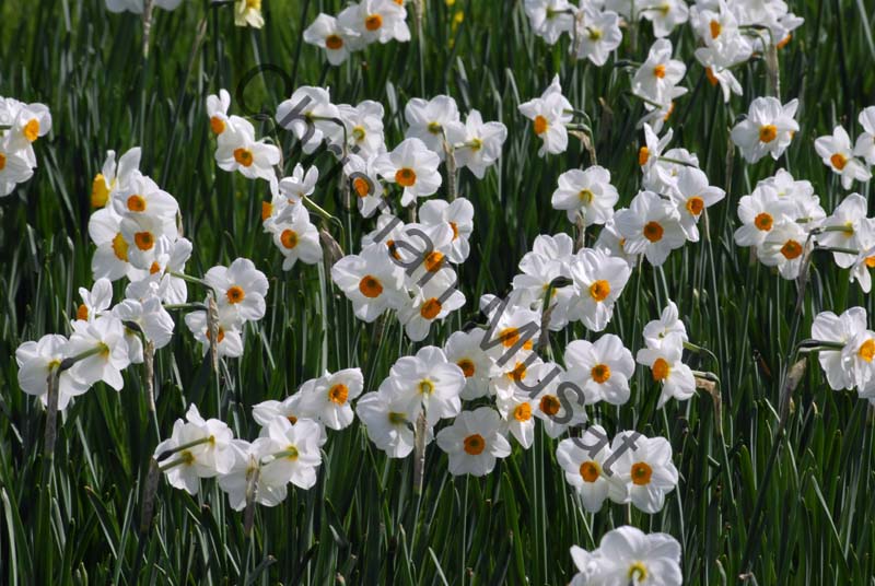 narcisse 002
