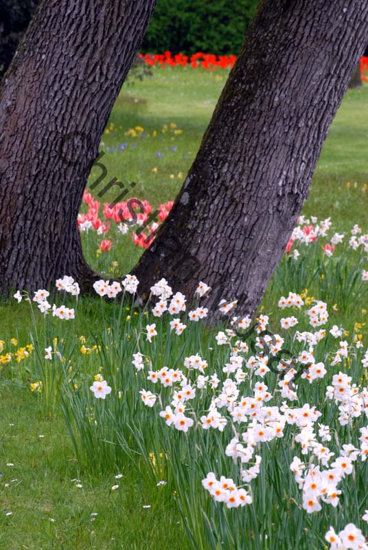 narcisse 004