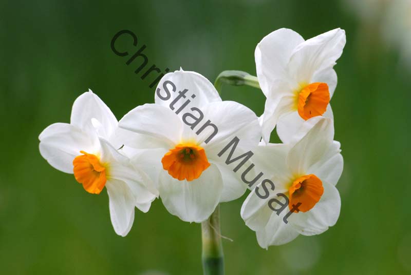 narcisse 005