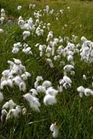 linaigrette 001