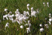 linaigrette 002