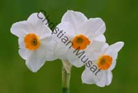 narcisse 006
