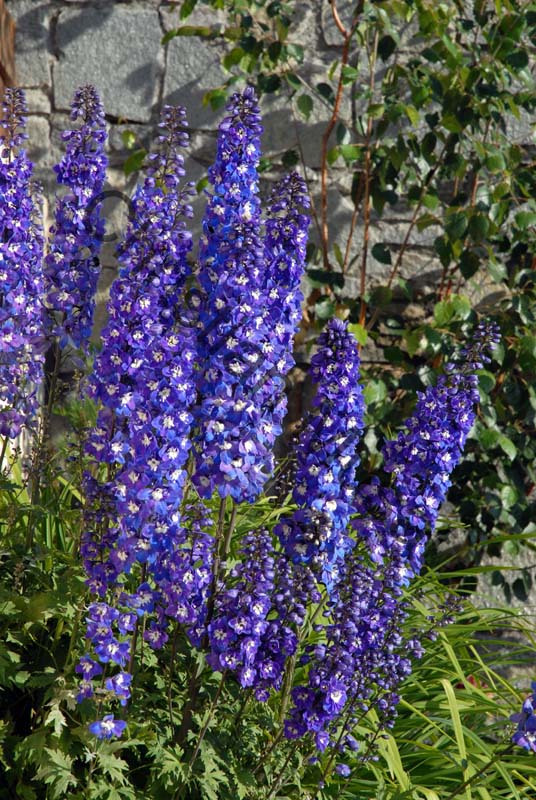 fleur bleue 015