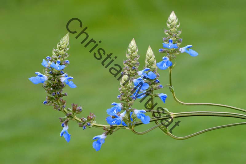 fleur bleue 017
