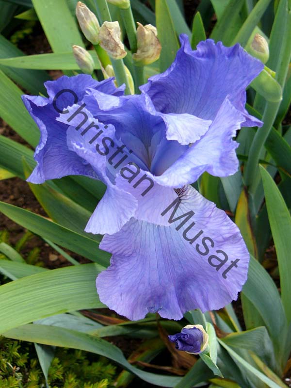 iris bleu 003