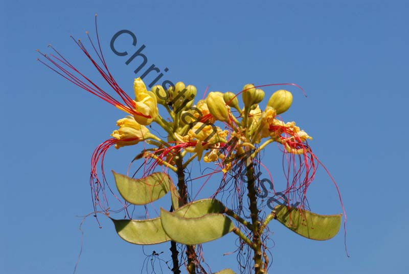 caesalpinia gilliesii 001