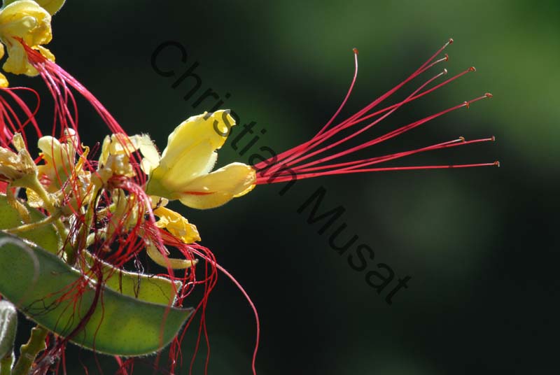 caesalpinia gilliesii 002