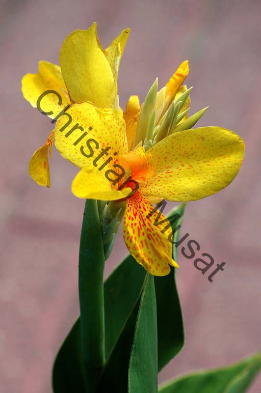 canna 005