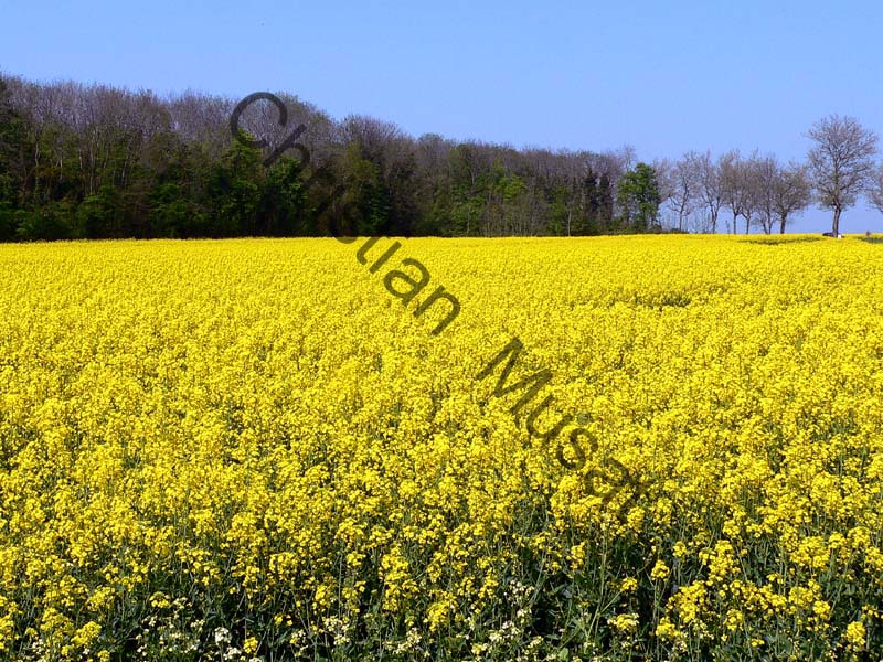 champ de colza 001