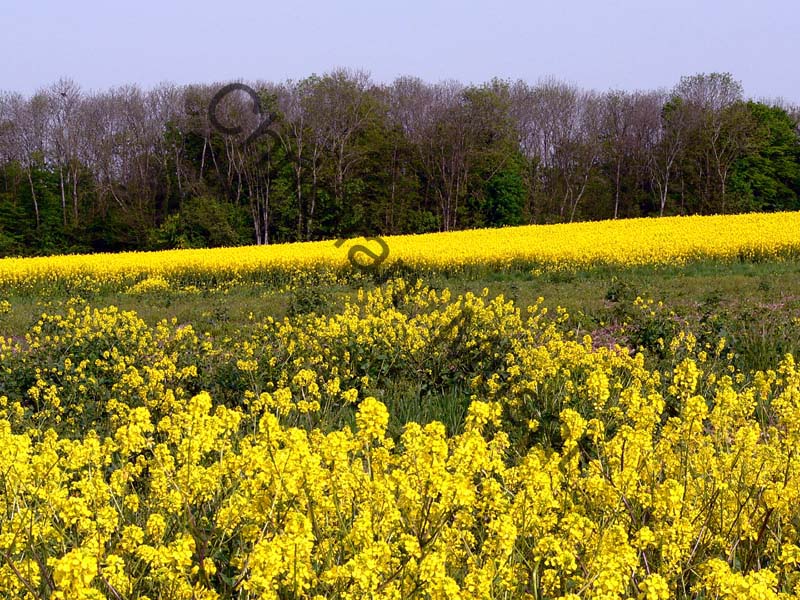 champ de colza 002