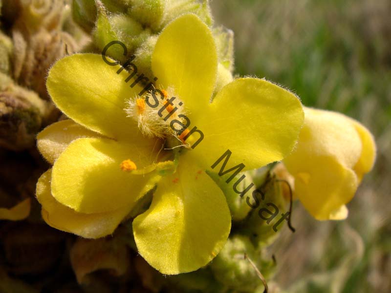fleur jaune 001