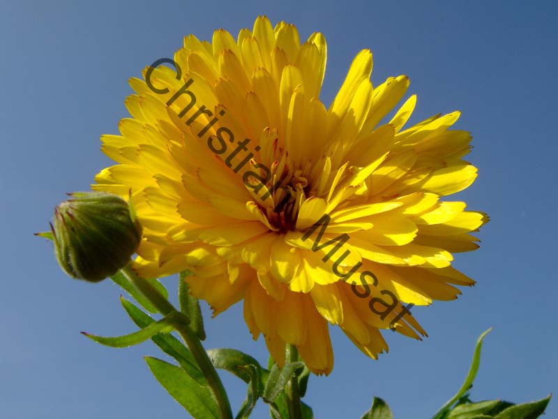 fleur jaune 002