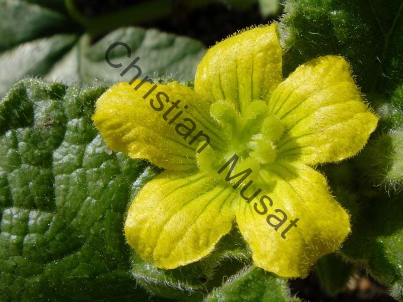 fleur jaune 003