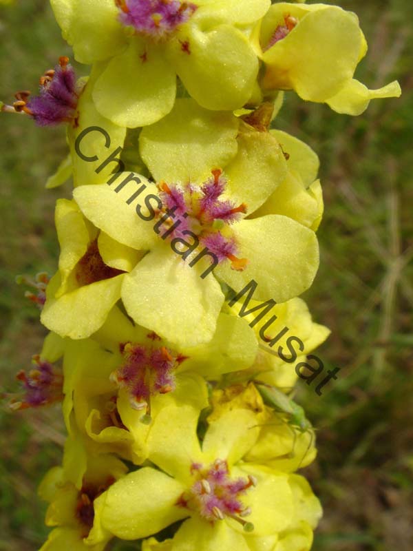 fleur jaune 004