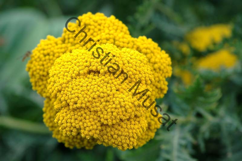 fleur jaune 005