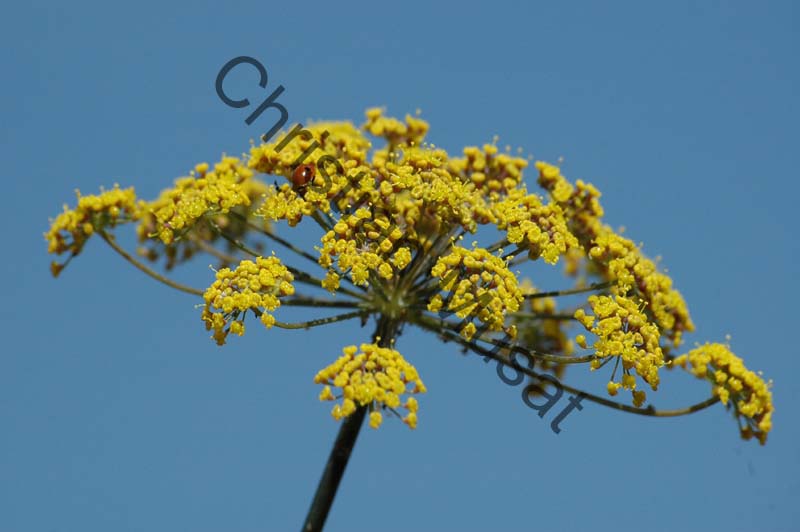 fleur jaune 006