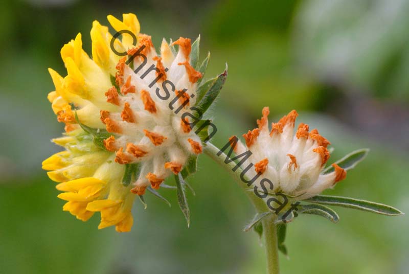 fleur jaune 011